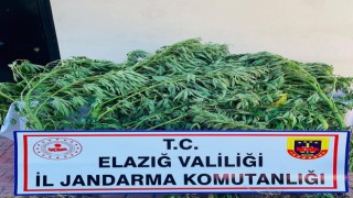 Elazığda 112 kök kenevir ele geçirildi