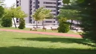 Elazığda dağ keçileri şehir merkezine indi