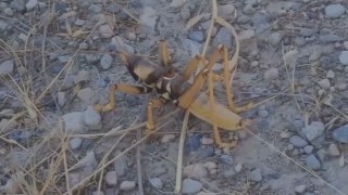 Elazığda dev etçil çekirge görüntülendi