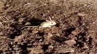 Elazığda kırmızı listede yer alan Arap tavşanı görüntülendi