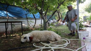 Elazığda sokak köpekleri dehşeti: Koyun ve tavukları telef ettiler, 3 koyunu yaraladılar
