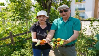 Emekli çifti Gönüllü Bahçesinde 26 çeşit ürün elde etti