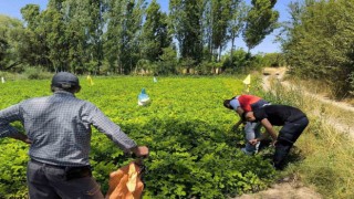 Emette üreticiler patates zararlıları ve gübreleme konularında bilgilendirildi
