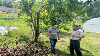 Endemik bir tür olan Kaleardı eriğinde hastalık ve zararlılara karşı kontroller yapıldı