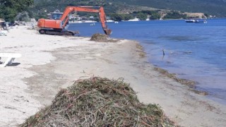 Erdekte deniz çayırı katliamı
