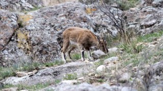 Erzurumda yabani dağ keçileri görüntülendi