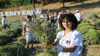 Etrimde lavanta kokuları içinde hasat keyfi
