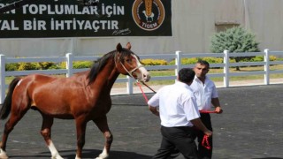 Ev fiyatına tay