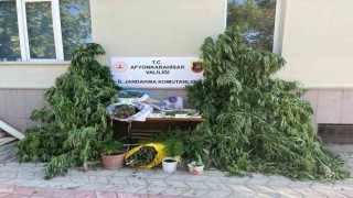 Ev ve arazilerine kenevir eken şahıslara jandarmadan operasyon