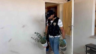 Evinden uyuşturucu düzeneği çıkmıştı, tarlasında da Hint keneviri bulundu