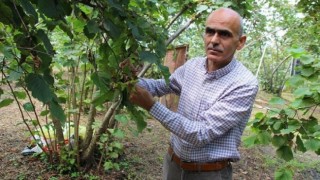 Fındıkta bir rekolte tahmini de Giresun Ziraat Odasından