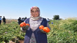 Gaziantepte kadınların domates hasadı başladı