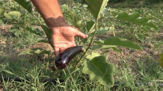 Gençlere örnek olmak için 25 dönüm araziye patlıcan dikti