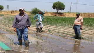 Gençlerin masa başı iş sevdası Türk tarımına alarm verdiriyor