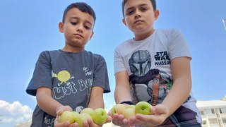 Görenler Erik Sanıyor Ama… Dışı Erik Tadı Şeftali