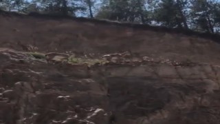 Gümüşhanede yaban keçileri kent merkezinde görüntülendi