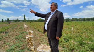 Gürer: “Patates Üreticisi de Tüketicisi de Dertli”