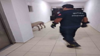 Hassada apartmanda mahsur kalan köpek kurtarıldı