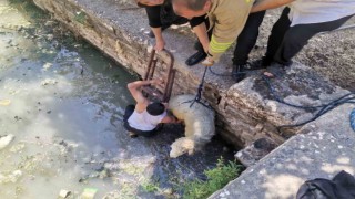 Havuza düşen koyunu itfaiye ekipleri kurtardı