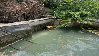 Havuzda mahsur kalan köpek kurtarıldı
