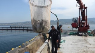 Hayvansal ürün ihracatından milyonlarca döviz geliri