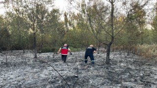Hendekte ormanlık alanda yangın