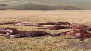 Iğdırda yıldırım düşmesi sonucu, 2 kardeş yaralandı 20 koyun telef oldu