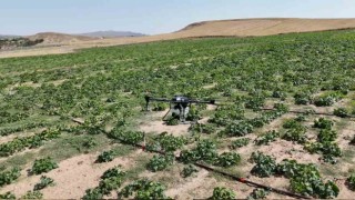 İlaçlamayı dronla yaptı, her 100 dönümde 150 bin liralık kaybı önledi