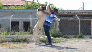 İri cüssesiyle nam salan Aksaray Malaklısı insan boyunu geçiyor