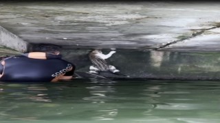 İskelenin altında mahsur kalan kedi için itfaiye erleri seferber oldu