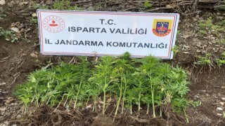 Ispartada yasa dışı kenevir ekimi yapan 1 şahsa adli işlem başlatıldı