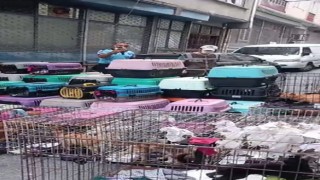 İstanbulda akıl almaz olay: Sözde hayvansever kadın 85 kediyi ölüme terk etti