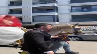 İstanbulda at üstünde gelin alma geleneği yeniden yaşatıldı