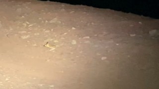 IUCNnin ‘Kırmızı listesinde yer alan kanguru faresi Adıyamanda görüldü