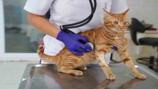 İyileşen felçli kedi yeni yuvasını bekliyor