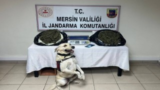 Jandarma 3 adrese baskın yaptı, 14 kilo esrar ele geçirdi