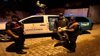 Jandarma ekiplerince yaralı halde bulunan leylek koruma altına alındı