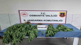 Jandarmadan uyuşturucu operasyonu: 10 gözaltı