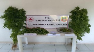 Jandarmadan uyuşturucu operasyonu