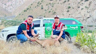 Jandarmadan yaralı dağ keçisine şefkat eli