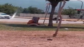Kadın dilenci topladığı paraları sayarken cep telefonu kamerasına yakalandı