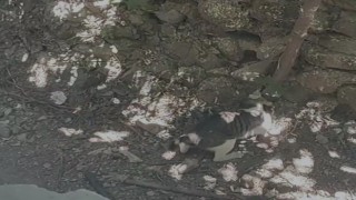 Kahraman kedinin eve girmeye çalışan yılanla mücadelesi kamerada
