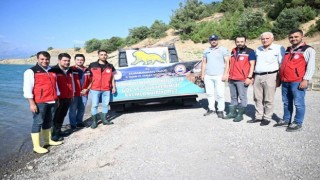 Kahramanmaraşta 916 bin adet yavru sazan balığı doğal ortamına kavuştu