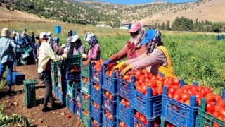 Kahramanmaraşta bin 700 dekar açık alanda domates üretimi yapılıyor