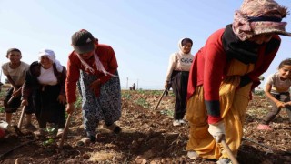 Sarımsak hasadı biten Kahramanmaraş'ta salatalık ekiliyor