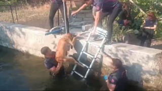 Kahramanmaraşta havuza düşen köpek kurtarıldı