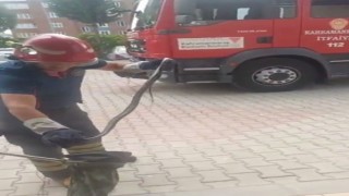 Kahramanmaraşta yılan paniği