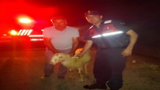 Karacasuda kaybolan küçükbaş hayvan sahibine teslim edildi