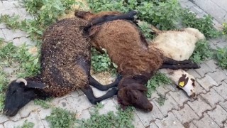 Karlıovada başıboş köpekler küçükbaş hayvanları telef etti