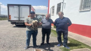 Karsta yaralı şahin tedavi aylına alındı